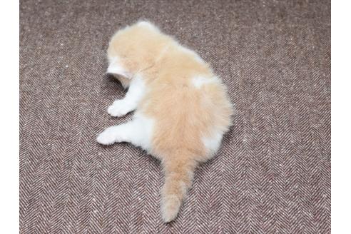 成約済の愛知県のマンチカン-34657の7枚目